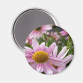 Argyranthemum frutescens Marguerite Daisies Magneet (Voorkant / Achterkant)