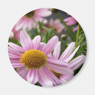 Argyranthemum frutescens Marguerite Daisies Magneet
