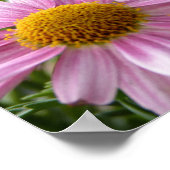 Argyranthemum frutescens Marguerite Daisies Poster (Hoek)