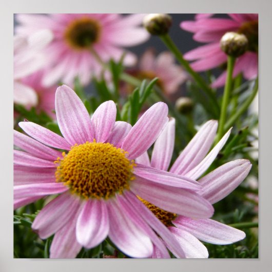 Argyranthemum frutescens Marguerite Daisies Poster (Voorkant)
