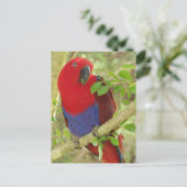Aria Grand Eclectus Parrot Briefkaart (Staand voorkant)