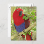 Aria Grand Eclectus Parrot Briefkaart (Voorkant / Achterkant)