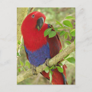 Aria Grand Eclectus Parrot Briefkaart