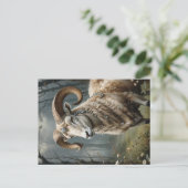 Aries Briefkaart (Staand voorkant)