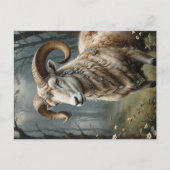 Aries Briefkaart (Voorkant)