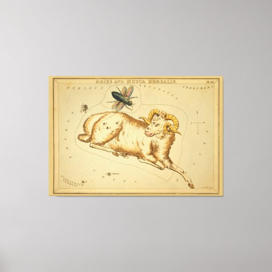 Aries en Musca - teken van het Afbeelding van de Canvas Afdruk (Voorkant)