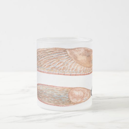 Arion rufus "red" fase - waterverf mok (Center)