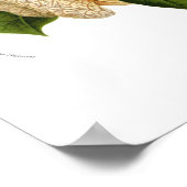 Aristolochia duchartrei poster (Hoek)