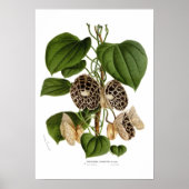 Aristolochia duchartrei poster (Voorkant)