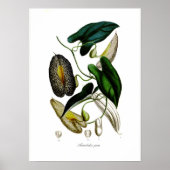 Aristolochia picta poster (Voorkant)