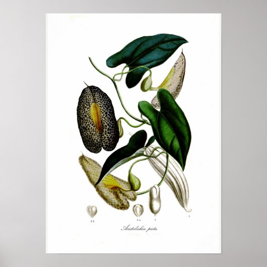Aristolochia picta poster (Voorkant)