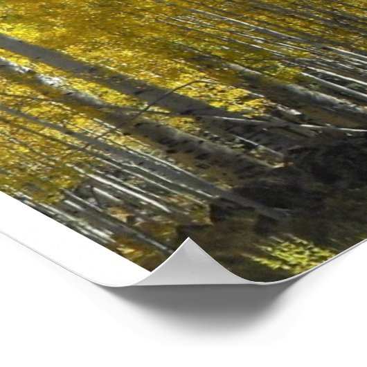 Arizona Aspen Poster (Hoek)