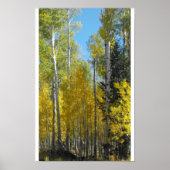 Arizona Aspen Poster (Voorkant)