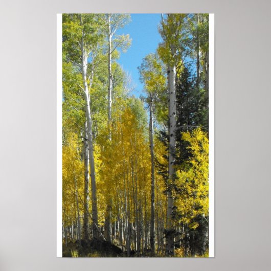 Arizona Aspen Poster (Voorkant)