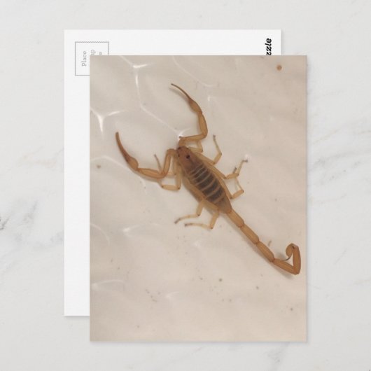 Arizona Bark Scorpion Briefkaart (Voorkant / Achterkant)