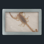 Arizona Bark Scorpion Gesp<br><div class="desc">Arizona Bark Scorpion</div>