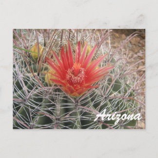 Arizona Barrel Cactus Blossom Briefkaart