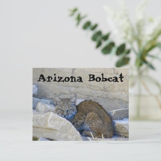 Arizona Bobcat Briefkaart (Staand voorkant)