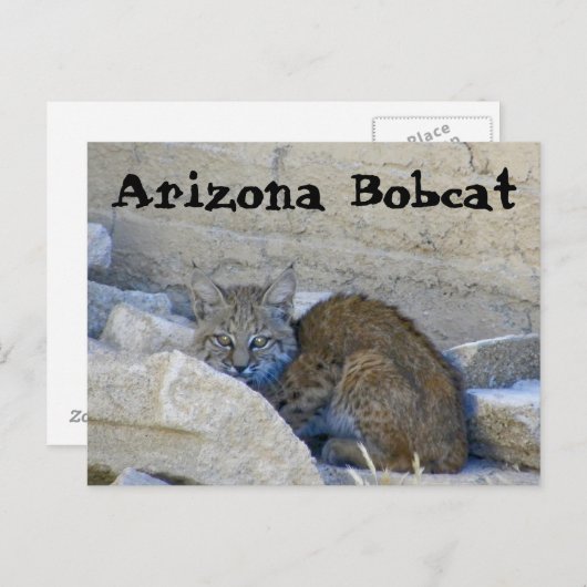Arizona Bobcat Briefkaart (Voorkant / Achterkant)