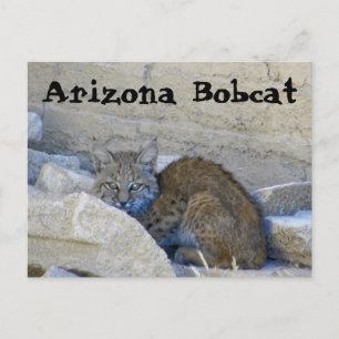 Arizona Bobcat Briefkaart