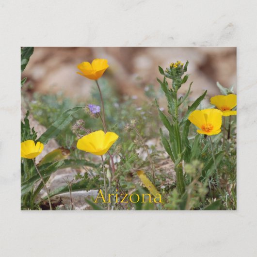 Arizona Briefkaart (Voorkant)