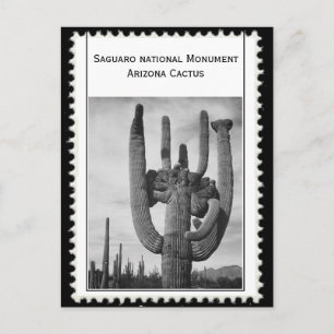 Arizona cactus briefkaart