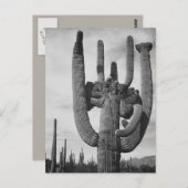 Arizona cactus briefkaart (Voorkant / Achterkant)