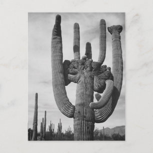 Arizona cactus briefkaart