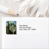 Arizona Cactus Etiket (Insitu)