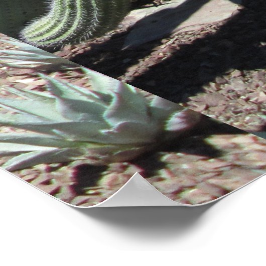 Arizona Cactus Garden Poster (Hoek)
