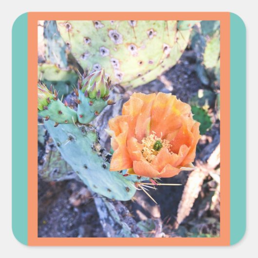 Arizona Cactus Seals / Stickers (Voorkant)