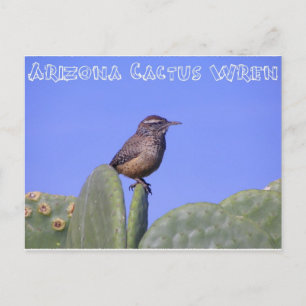 Arizona Cactus Wren Briefkaart