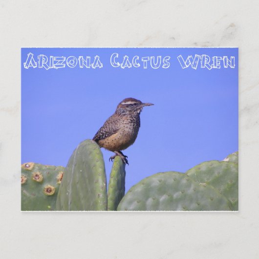 Arizona Cactus Wren Briefkaart (Voorkant)