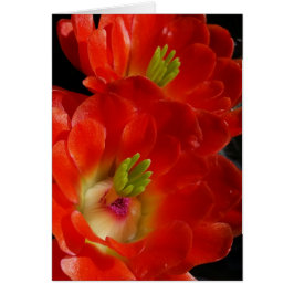 Arizona Claret Cup Cactus met scharlaken bloemen