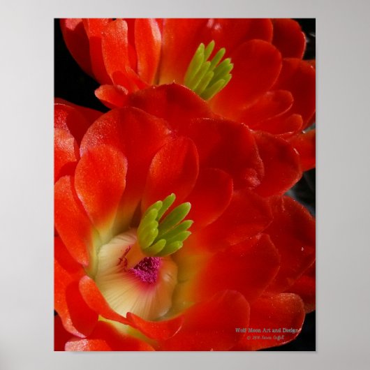 Arizona Claret Cup Cactus Red Oranje Flowers Poster (Voorkant)