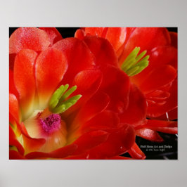Arizona Claret Cup Cactus Rood Oranje Bloemen Poster