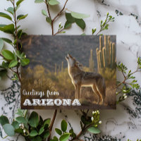 Arizona Coyote Landschap Cactus Woestijn