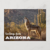 Arizona Coyote landschap Cactus woestijn Briefkaart (Voorkant)