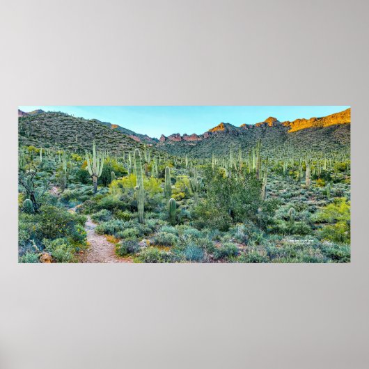 Arizona Desert Hiking Trail Saguaro Cactus Forest Poster (Voorkant)