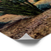 Arizona Desert Ocotillos in Bloom Poster (Hoek)