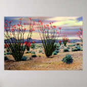 Arizona Desert Ocotillos in Bloom Poster (Voorkant)