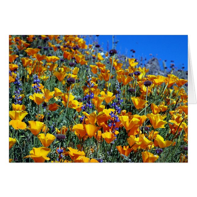 ARIZONA DESERT POPPIES (Voorkant Horizontaal)