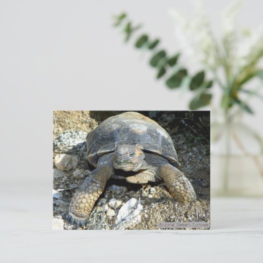 Arizona Desert Tortoise Briefkaart (Staand voorkant)