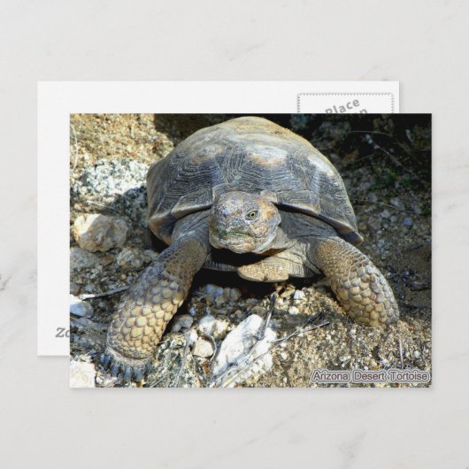 Arizona Desert Tortoise Briefkaart (Voorkant / Achterkant)