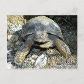 Arizona Desert Tortoise Briefkaart (Voorkant)