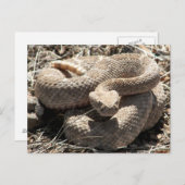 Arizona Diamondback Rattlesnake Briefkaart (Voorkant / Achterkant)
