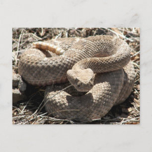 Arizona Diamondback Rattlesnake Briefkaart