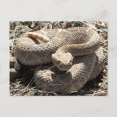 Arizona Diamondback Rattlesnake Briefkaart (Voorkant)