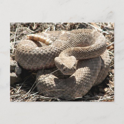 Arizona Diamondback Rattlesnake Briefkaart (Voorkant)