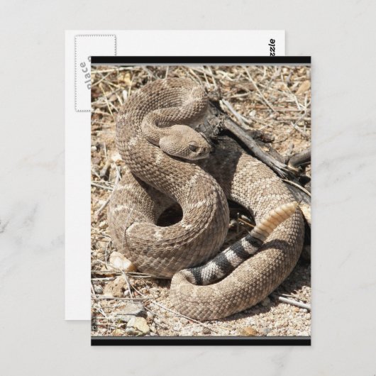 Arizona DIamondback Rattlesnake Briefkaart (Voorkant / Achterkant)